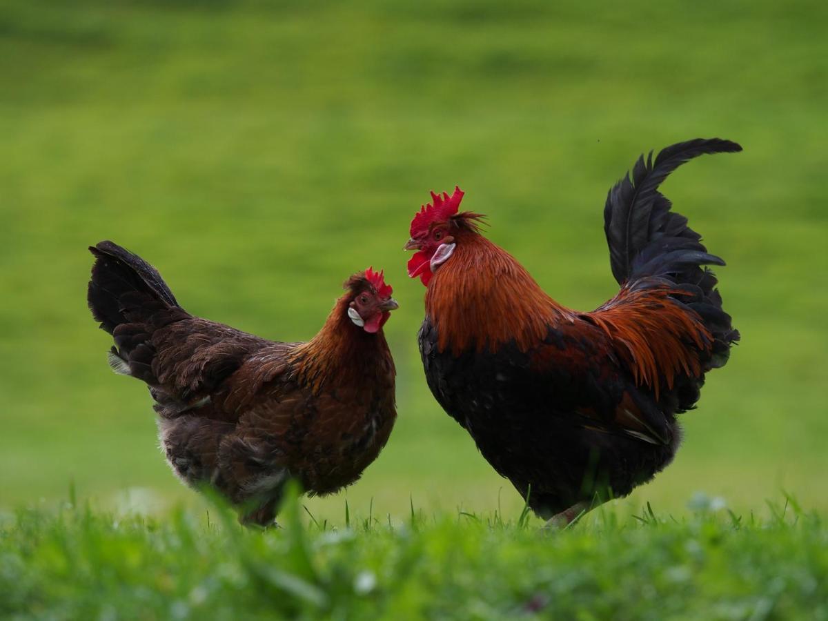 Tourist Farm Senkova Domacija Βίλα Zgornje Jezersko Εξωτερικό φωτογραφία